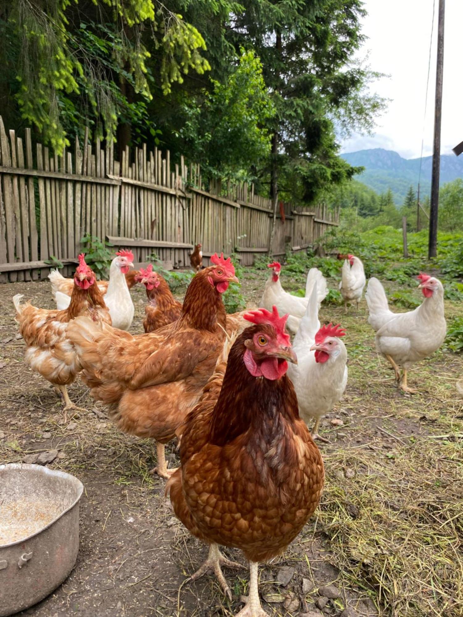 Farmstead Green Haven モイコヴァツ エクステリア 写真